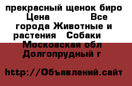 прекрасный щенок биро › Цена ­ 20 000 - Все города Животные и растения » Собаки   . Московская обл.,Долгопрудный г.